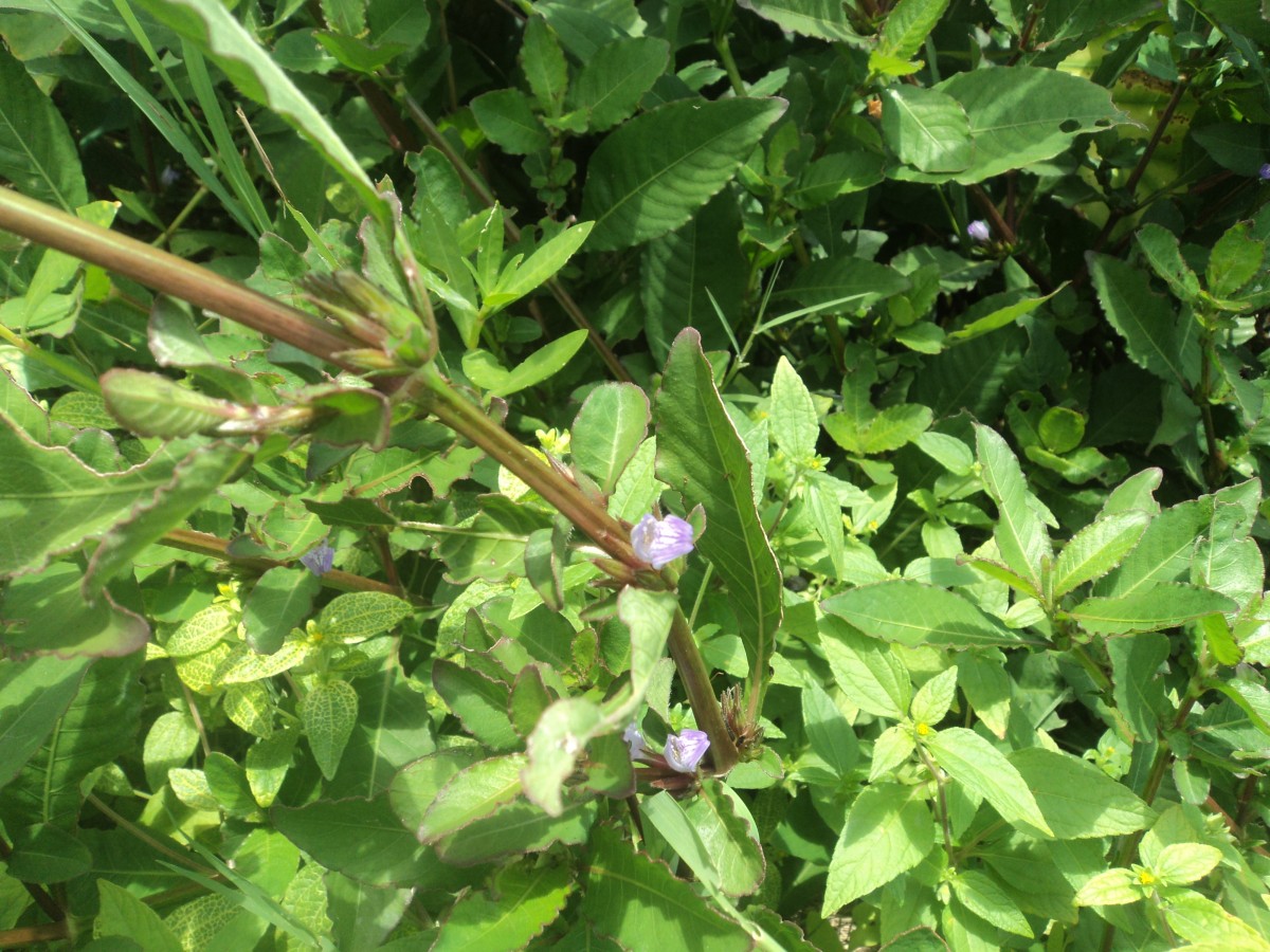 Hygrophila ringens (L.) R.Br. ex Spreng.